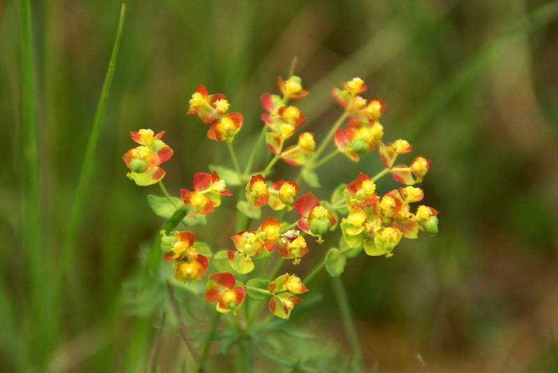 Unser Orchideenpark Bild Nr.068